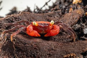 red devil vampire crab