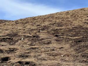 Non-hibernating pikas' protein restriction tweaks their gut microbiome to help them survive the winter, when winter-active herbivores often struggle to find dietary protein