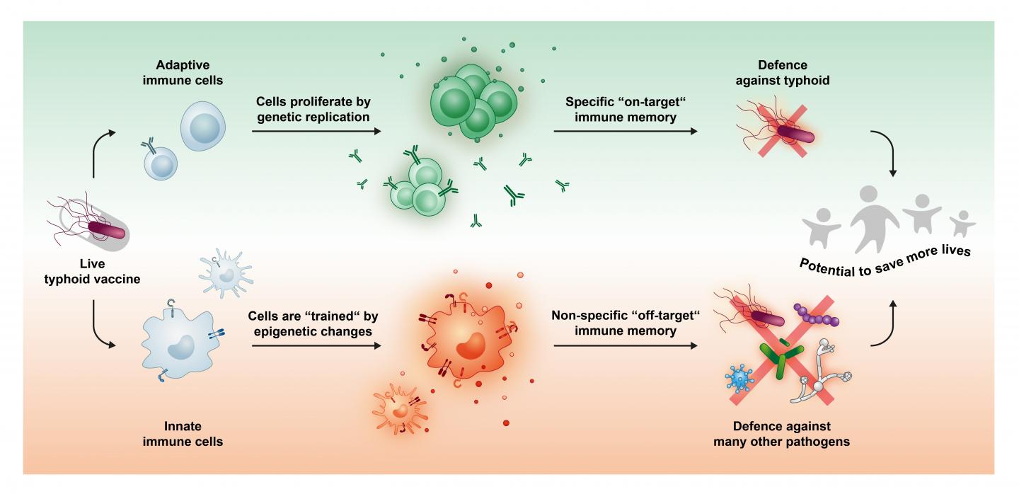Mechanisms Leading to Better Protection