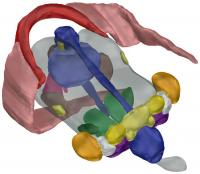 Image of the Interactive 3-D Model of the Dumbo Hatchling