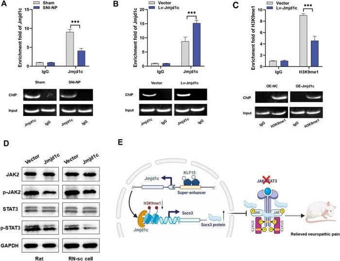 Jmjd1c inhibits NP progression via promoting H3K9 demethylation at the Socs3 promoter region.