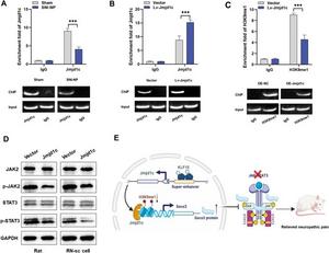 Jmjd1c inhibits NP progression via promoting H3K9 demethylation at the Socs3 promoter region.