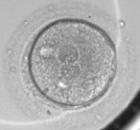 Zygote (Cell-1 Phase)