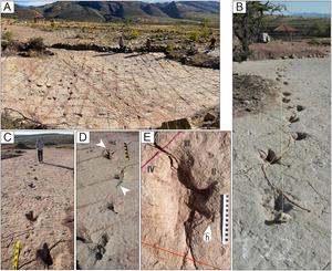 Morphotypes, preservation, and taphonomy of dinosaur footprints, tail traces, and swim tracks in the largest tracksite in the world: Carreras Pampa (Upper Cretaceous), Torotoro National Park, Bolivia