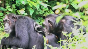 Peering at grooming