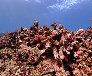 Hollowed-out coral
