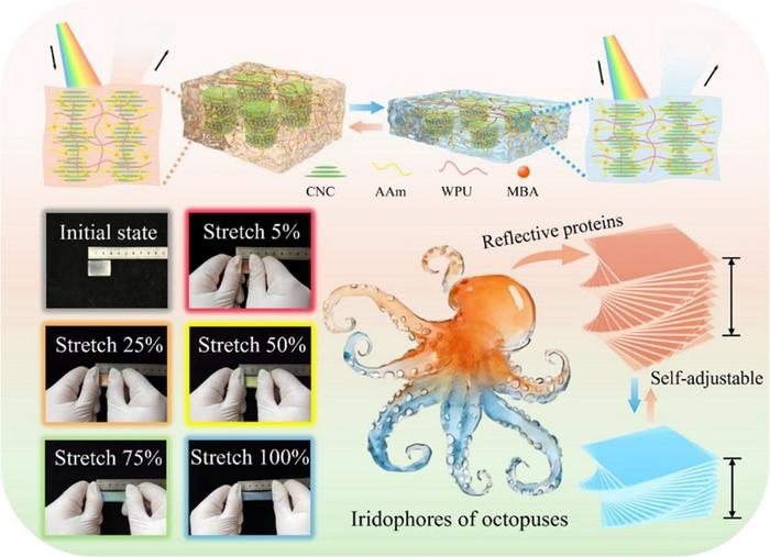 ioinspired Photonic Hydrogel Breaks the Trade-off Between Mechanical Strength and Structural Color