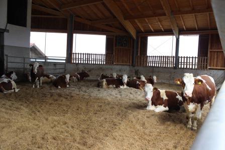 Compost Bedded Barn