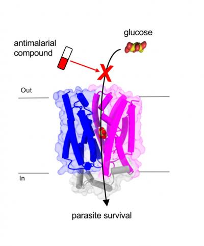 Transport Protein PfHT1
