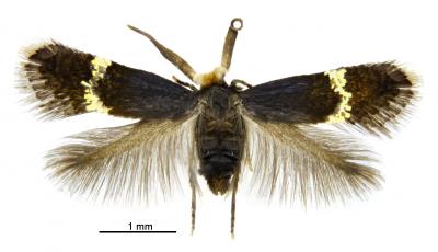<i>Pectinivalva</i> (<i>Casanovula</i>) <i>minotaurus</i>