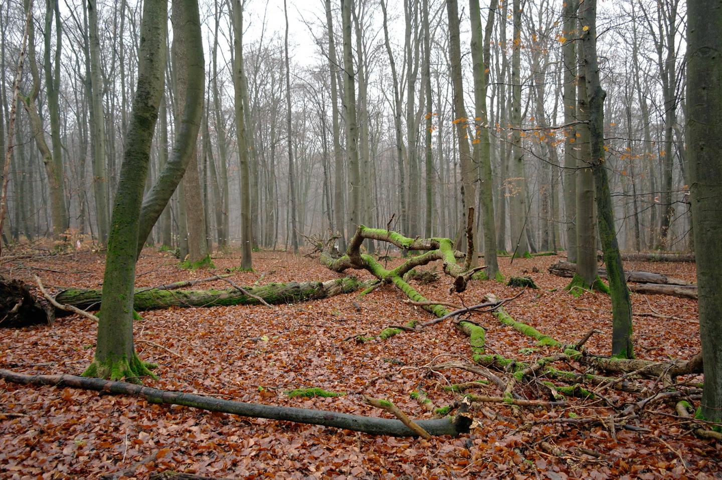 Hainich
