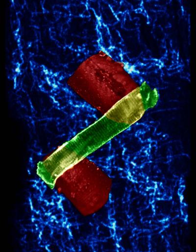 Stretch and Spark of a Beating Heart Cell (3 of 7)
