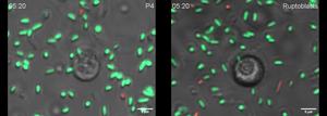 Bacteria being killed off