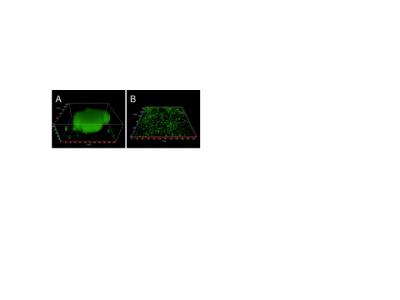 <I>P. aeruginosa</I>  mutants