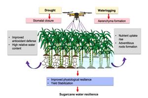 Application of phytohormones exogenously to ameliorate sugarcane's response to water stress