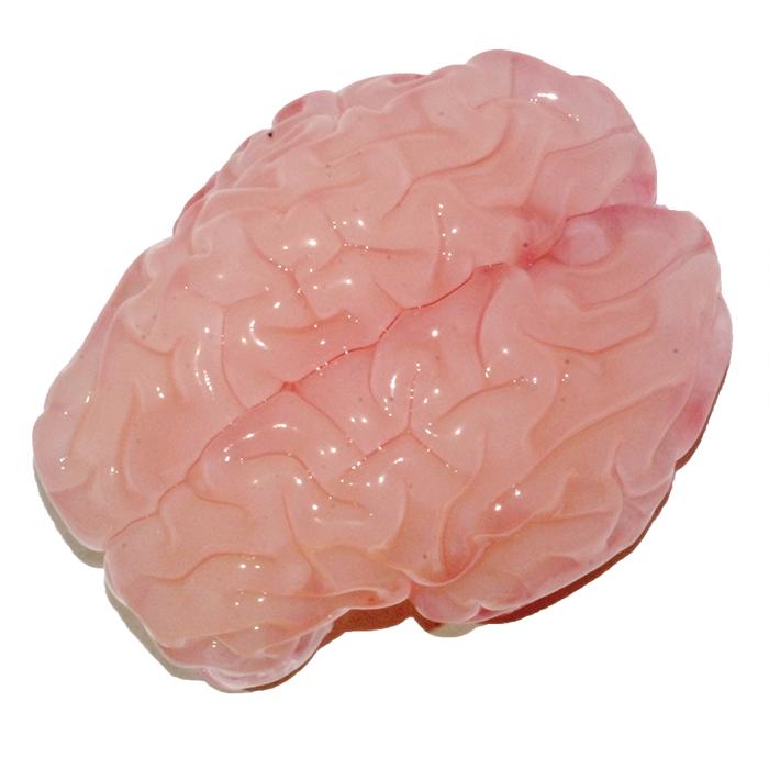 Folded Brain
