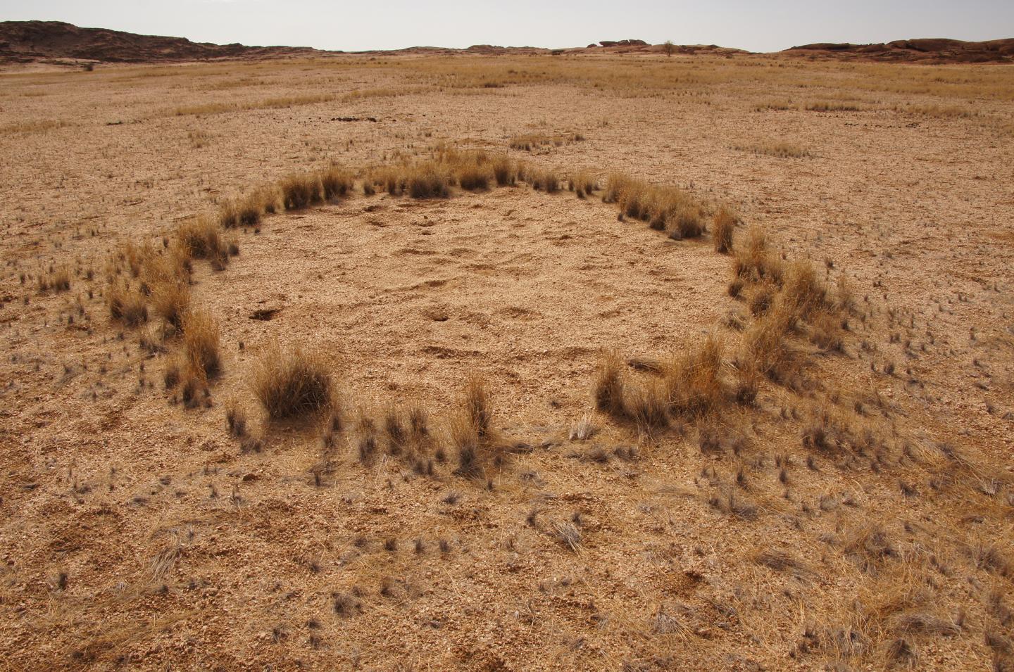 Fairy Ring