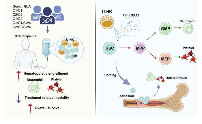 U-NK cells promote hematopoietic engraftment and survival after allogeneic stem cell transplantation