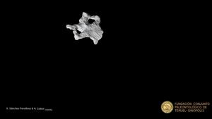 Cranial reconstruction of a stegosaur