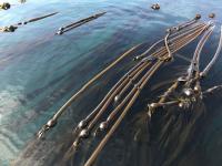 Bull Kelp