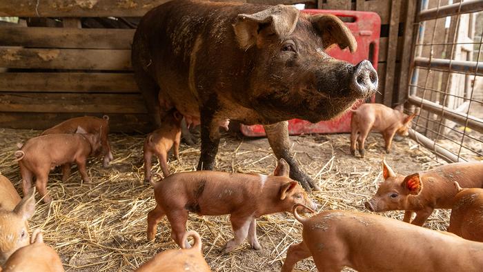 pigs