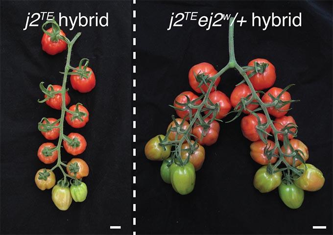 Fine-Tuning Tomato Genes to Capture Trapped Yield