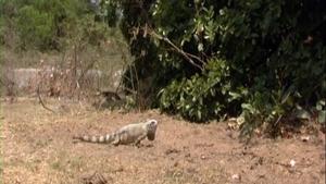 Small vertebrate consumption by capuchin monkeys (Sapajus libidinosus): Insights into the human predatory pattern