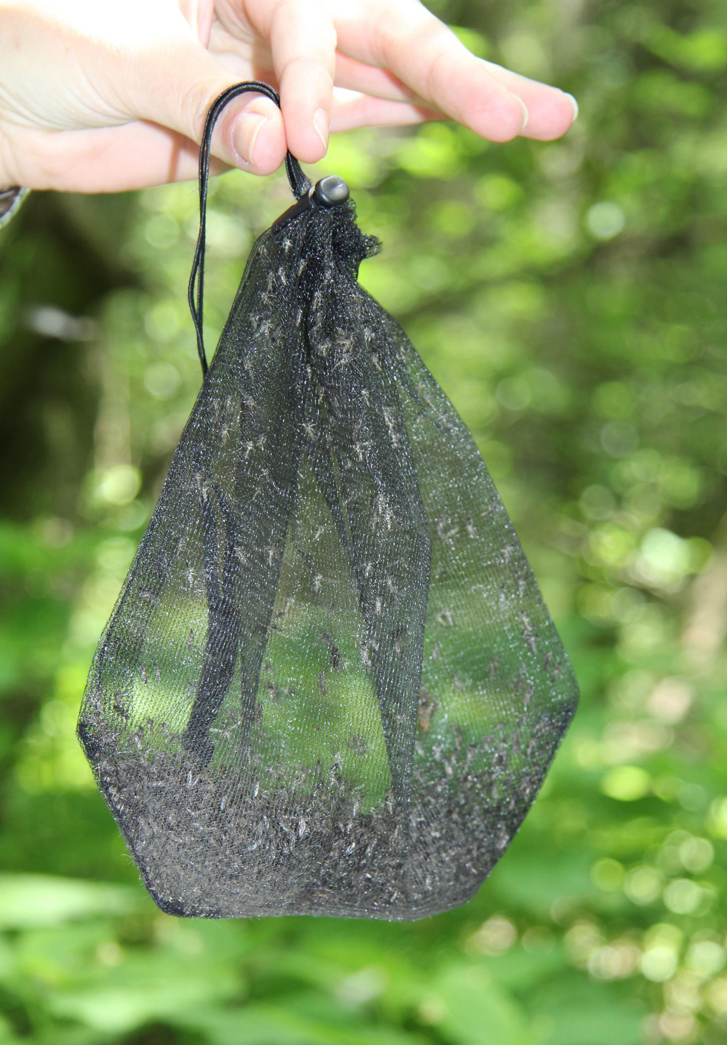 Captured Mosquitoes