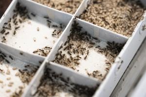 Ant colony in the ISTA lab