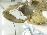 Sampling skull