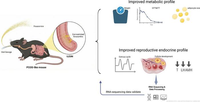 Schematic diagram illustrating the effects of fexaramine (Fex) on metabolic and reproductive functions in PCOS-like mice.