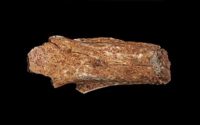 Megalibgwilia owenii - dorsal