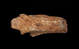 Megalibgwilia owenii - dorsal