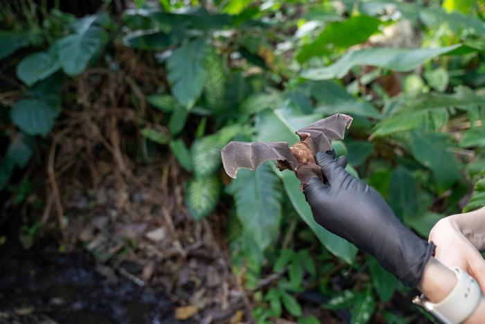 Bats being released
