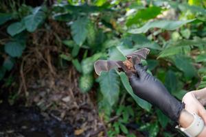 Bats being released