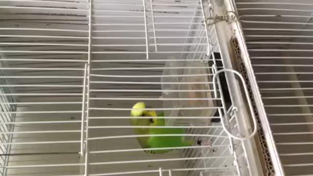Clever Budgies Make Better Mates (1 of 2)