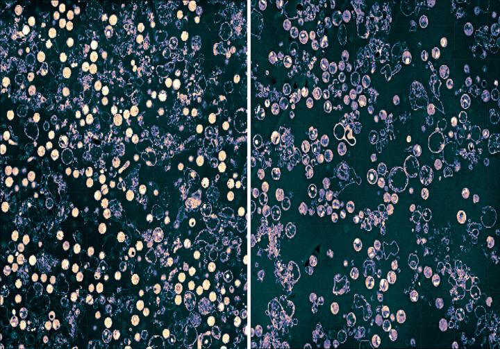 Mobilizing Chlamydia