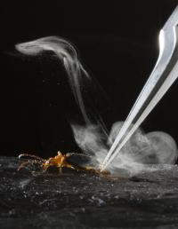 Beetle Blast