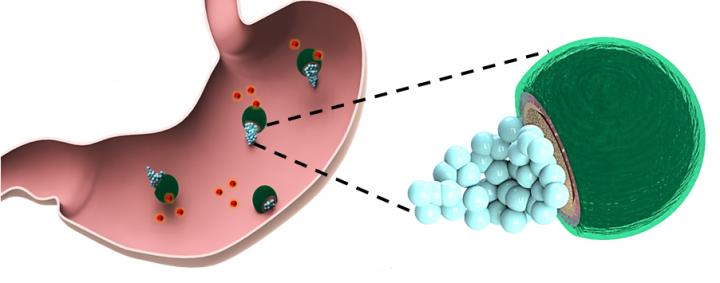Micromotors Treat Their First Bacterial Infection in the Stomach