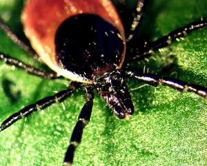 Tick Ixodes Ricinus