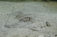Study First to Measure Physiological Effects of Crude Oil on Olfactory System in Marine Animal