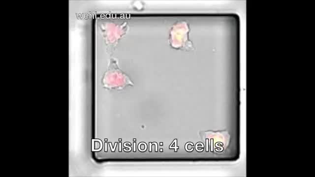 T Cells Dividing During and Immune Response