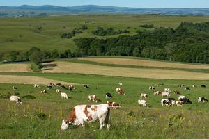 Cows grazing in a meadow