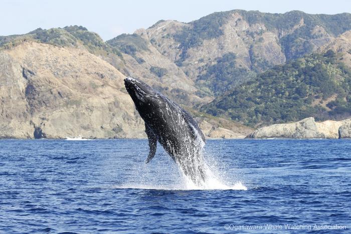 Finding the best habitats for humpbacks