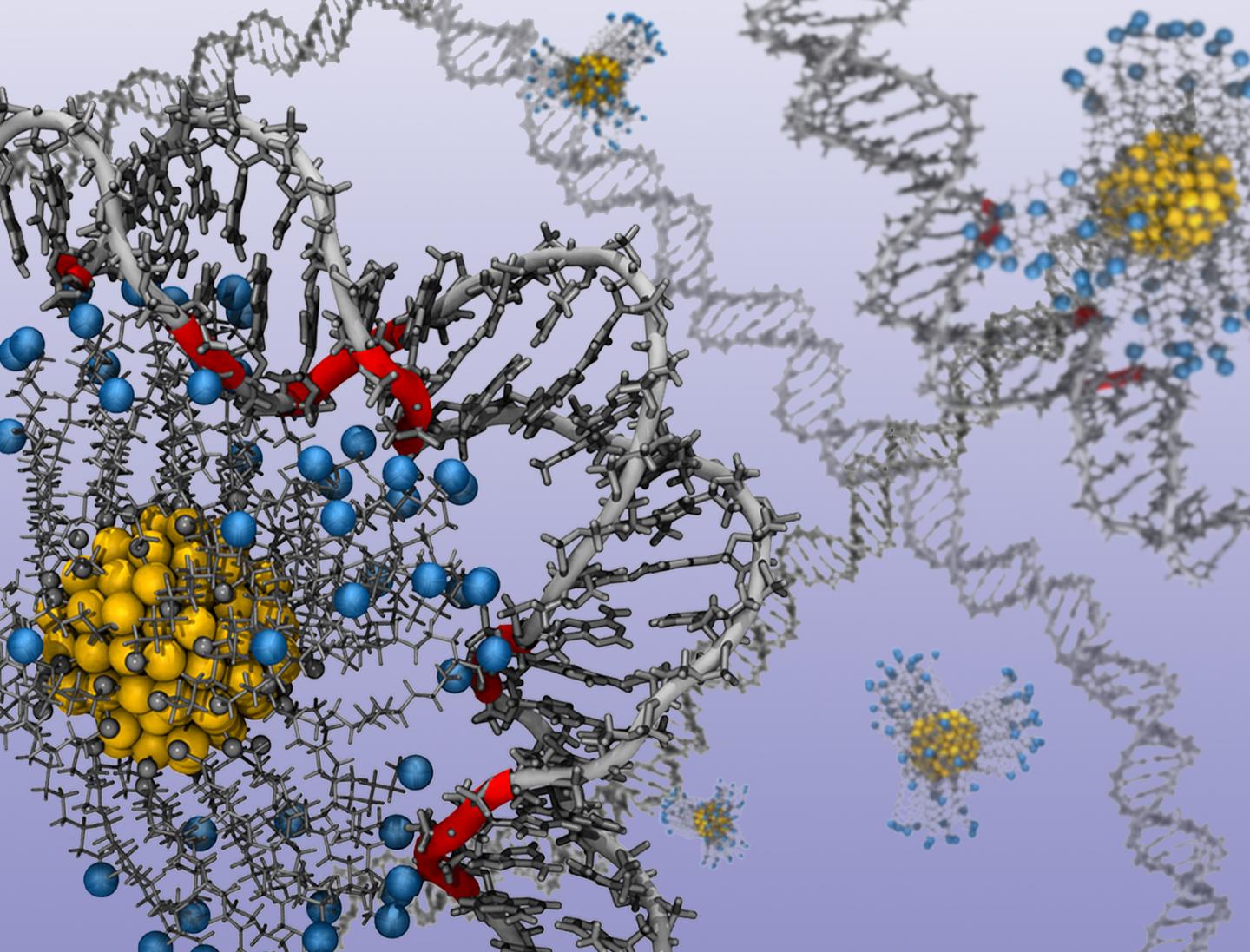 Modeling How Nucleic Acids Respond to Charged Gold Nanoparticles