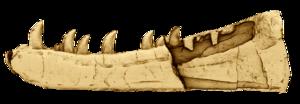Newtonsaurus fossil jawbone specimen