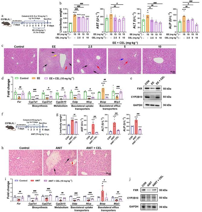 Celastrol protects against EE- and ANIT-induced cholestasis.