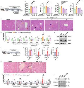 Plant Compound Celastrol Reprograms Liver Immunity to Ease Cholestatic Injury