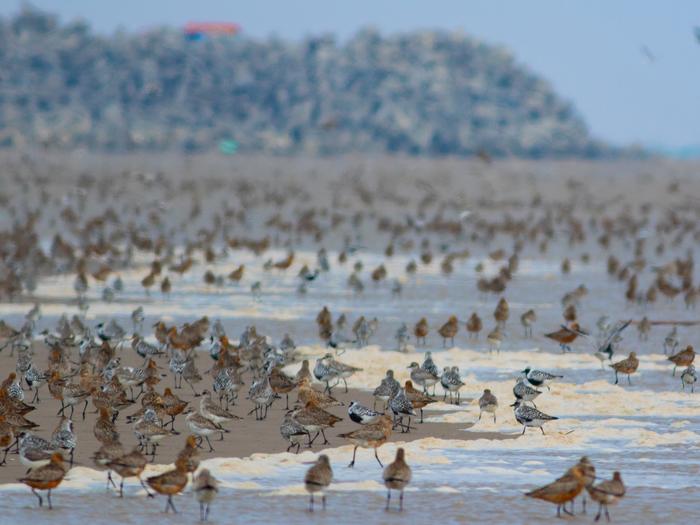 Shorebirds congregating on a beach