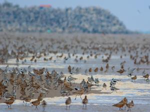Shorebirds congregating on a beach